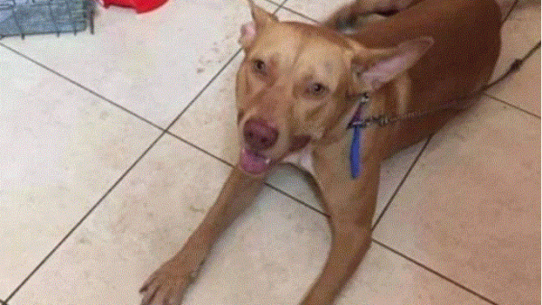 «Το έκανα για να…»: Η αδιανόητη ατάκα του 55χρονου που κατηγορείται για τον βασανισμό σκύλου στα Χανιά (Pic)
