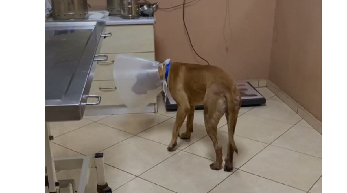 «Το έκανα για να...»: Η αδιανόητη ατάκα του 55χρονου που κατηγορείται για τον βασανισμό σκύλου στα Χανιά (Pic)